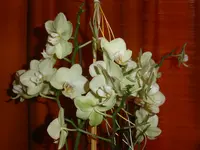 PICT0062.webp