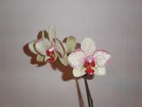 PICT0094.webp