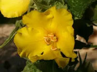 HPIM0294.webp