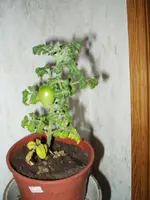 sard.Eiertomate.webp