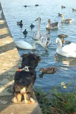 Spannerin.webp