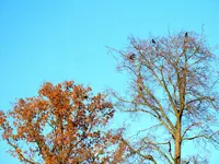Krähenbäume238.webp