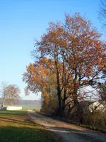 Herbstbäume252.webp