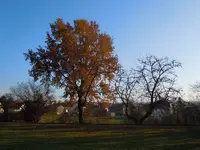 Herbstbäume245.webp