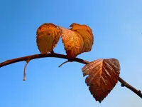 Herbstlaub150.webp