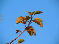 Herbstlaub158.webp