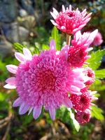 Chrysanthemen069.webp
