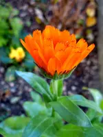 Ringelblumen197.webp