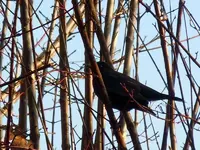 Amsel111.webp
