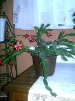 PIC01123.webp