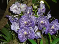 CIMG5235.webp