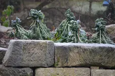 1.Rosenkohl.webp