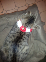 carlo mit schal.webp