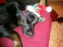 hund mit muetze.webp