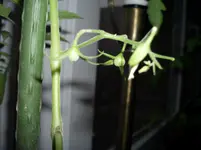 Dattelkirsch 16.11.11.webp