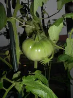 Nona Antonina 16.11.11.webp