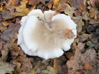 Pilz.webp