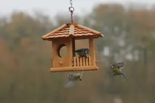 An_und Abflug am Vogelhaus.webp