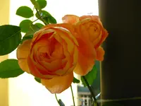 IMG_2473.webp