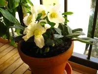 IMG_2467.webp