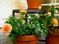 IMG_2480.webp
