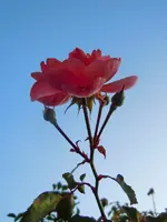 Rosen151.webp