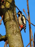 Buntspecht043.webp