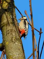 Buntspecht045.webp