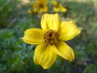 Goldmarie025.webp