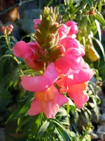 Löwenmäulchen093.webp