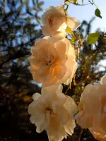 Rosen074.webp