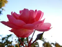 Rosen136.webp
