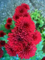 Chrysanthemen083.webp