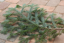 Tannengrün.webp