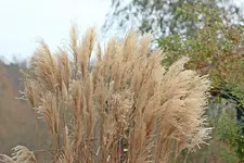 Marlepathus2.webp