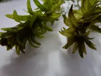 P1020804.webp