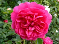von Fuji 171.webp