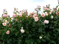 von Fuji 179.webp