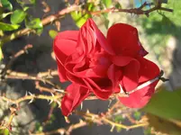 IMG_7476.webp