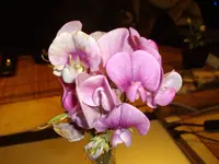 IMGP4785.webp