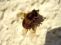 Insekte386.webp