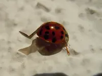Marienkäfer1372.webp