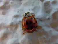 Marienkäfer1375.webp
