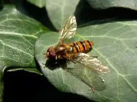 Schwebefliege1714.webp
