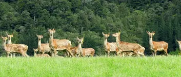 Hirsche v (2).webp