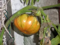 tomato_t4.webp