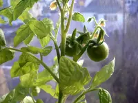 tomato_sfx1.webp