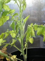 tomato_sfx2.webp