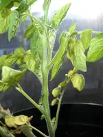 tomato_sfx3.webp