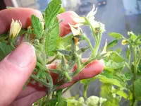 tomato_sfx4.webp